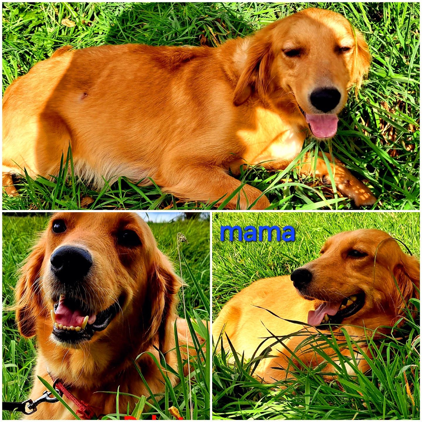 Piesek Balto Golden Retriever di odbioru RODZICE W HODOWLI