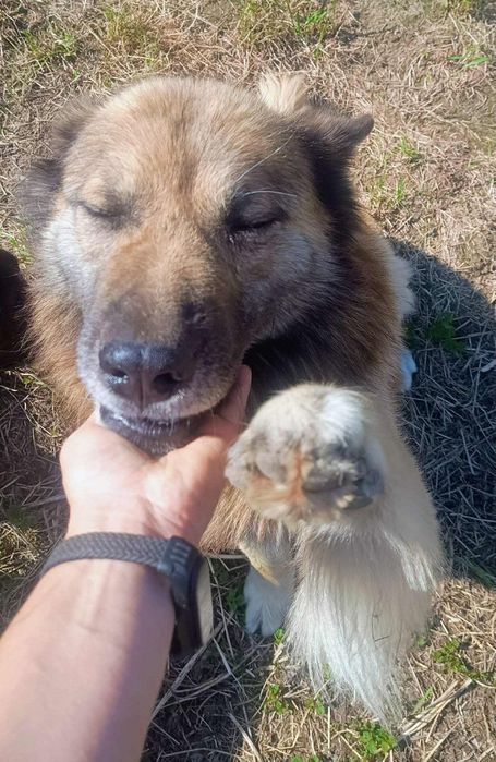 Oddam za darmo, do adopcji: Spokojny , czuły Puszek szuka domu