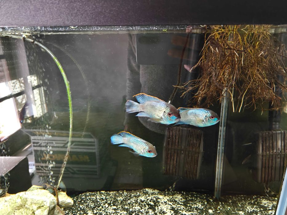 Peixes para venda, Acara, Faca Fantasma Negra e muito mais.