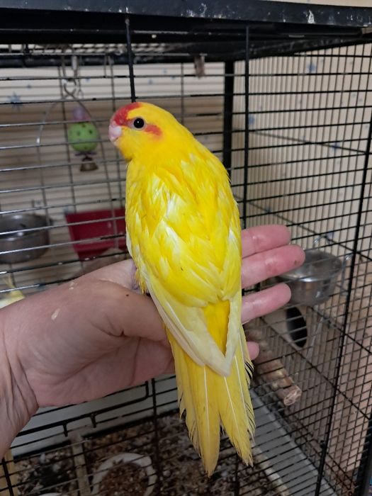 Продам клетки для какариков и корелл