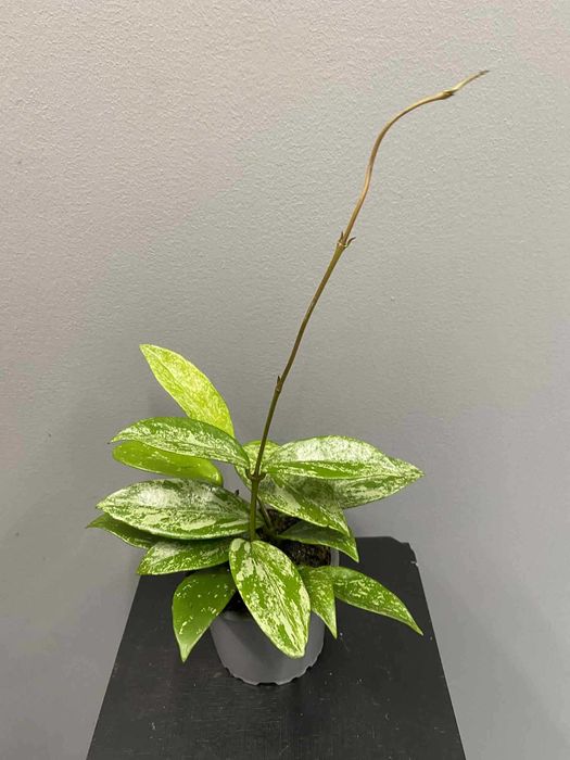 Hoya Carnosa Silver Spots Hoja