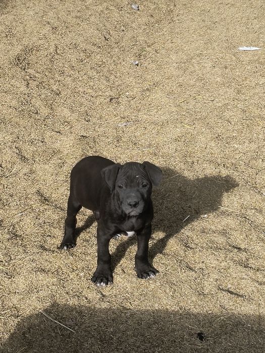 Szczenię Pitbull Rasowy