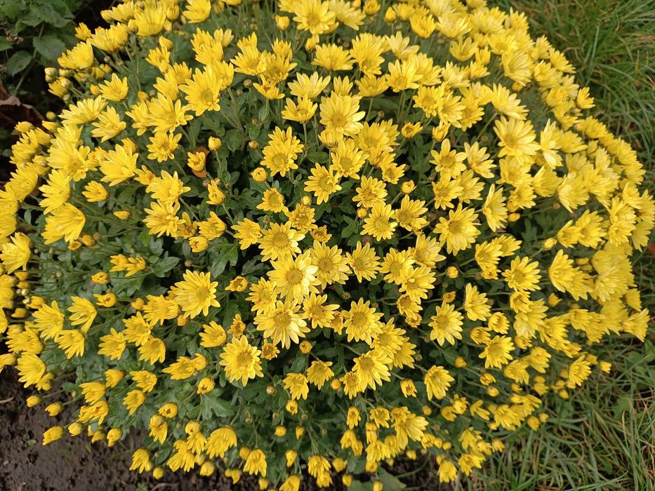 Хризантема мультифлора/ кругла хризантема / шаровидна хризантема