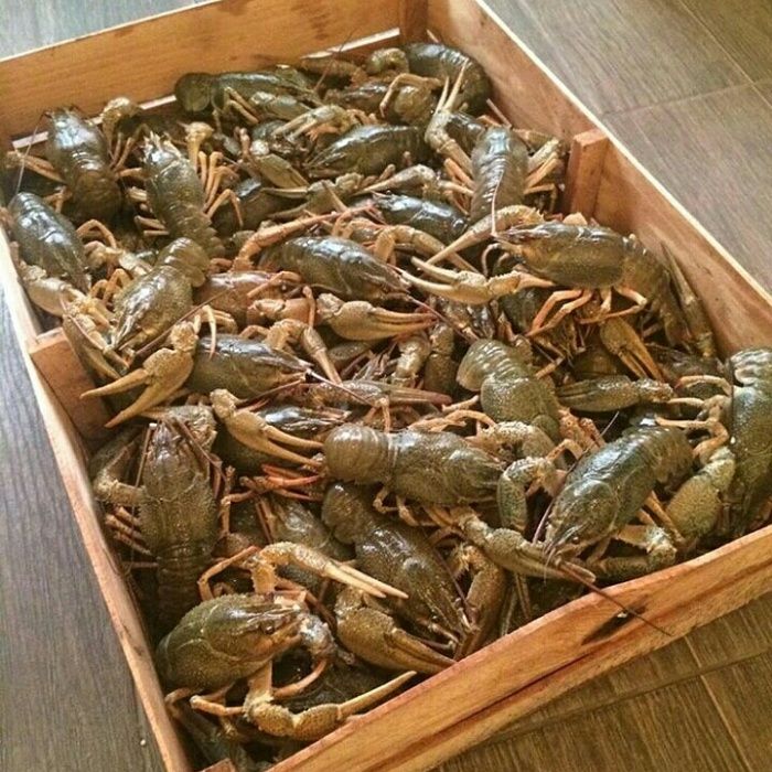 Rakoed !!! Раки живі та варені. Ікра Червона.. Риба в'ялена.