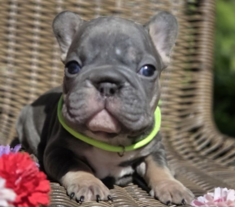 Мини французики в Киеве