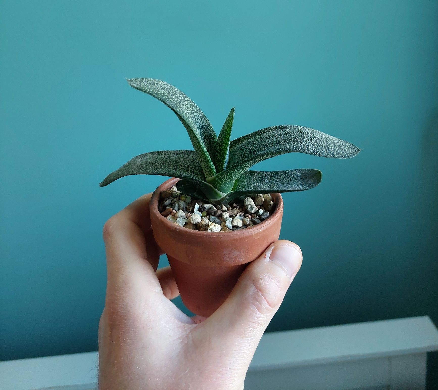 Gasteria sukulent