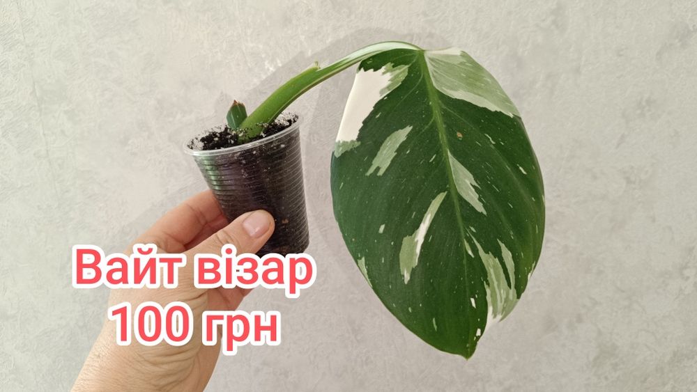 Пропоную ароїдні рослини, сансевієрії