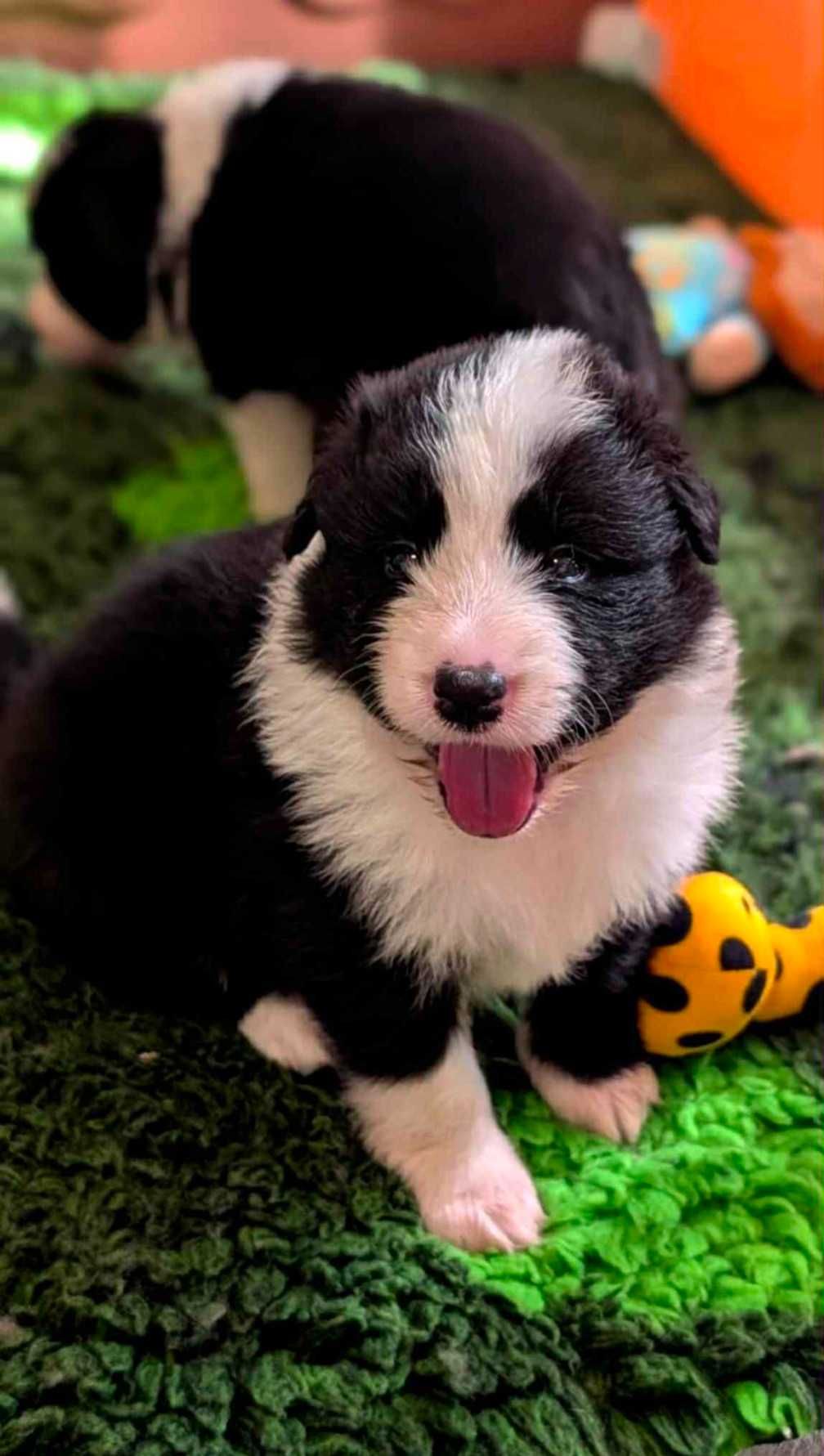 Border Collie FCI/ZKwP