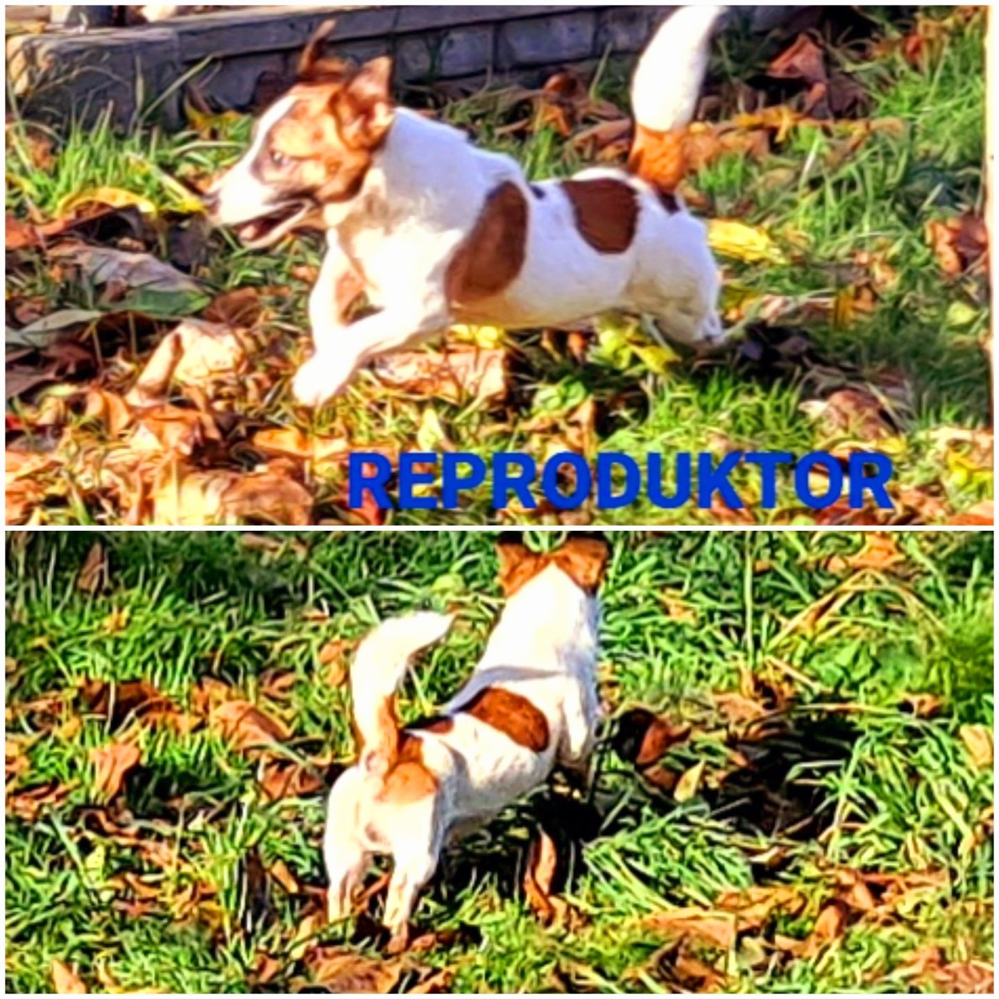 malutki śliczny !!! JACK RUSSELL krótkie nóżki rodzice w hodowli