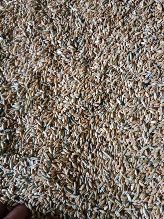 pszenżyto jare tone