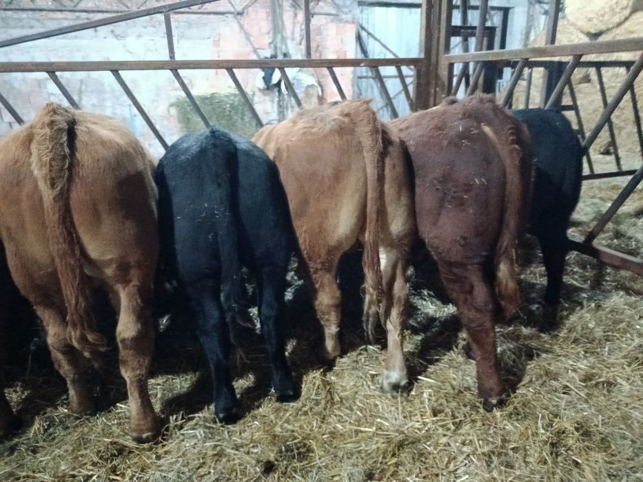 Byczki Limousine Mięsne LM MM Polskie