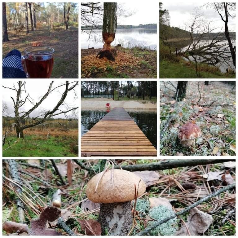 Domki letniskowe nad jeziorem Borek