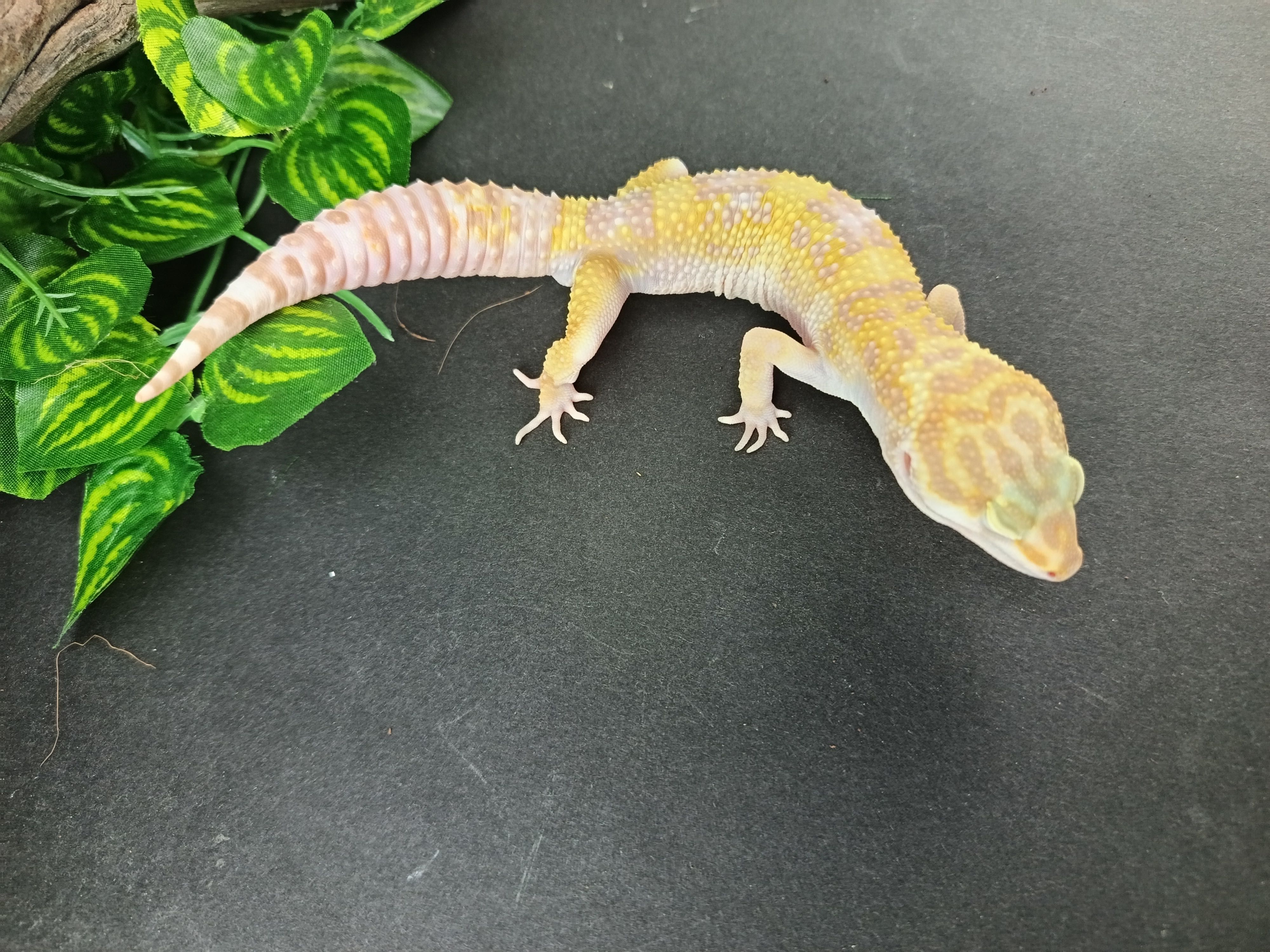 Gekon Lamparci Tremper Albino nr ref. EM299