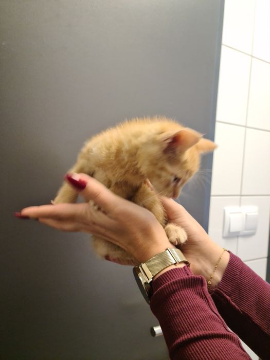 4 małe kociaki szukają odpowiedzialnych domów