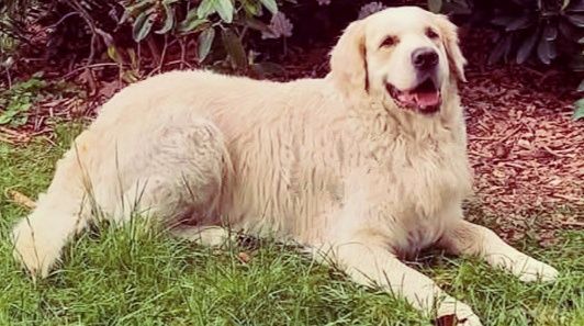 Golden retriever