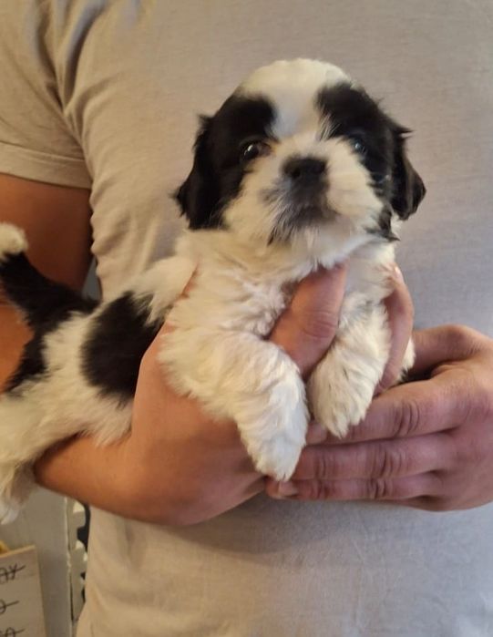 Shih tzu mini chłopak