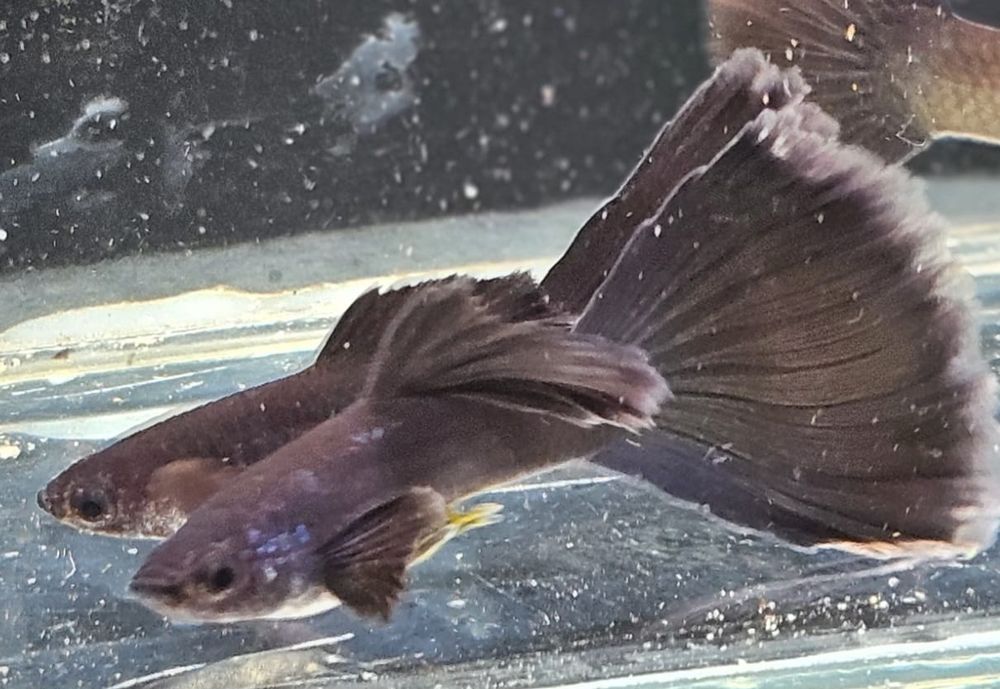 Gupik Czarny Moskiewski