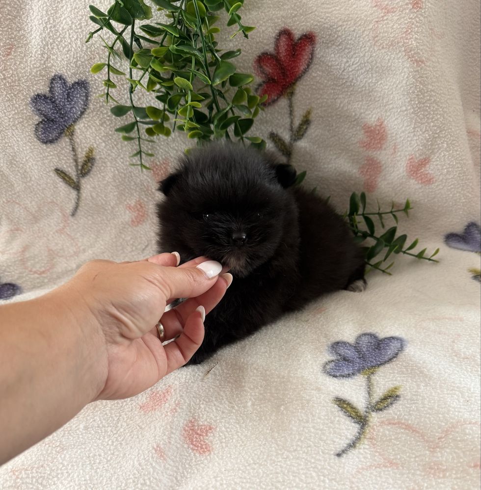 Excelente mini Lulu da Pomerania / Spitz Alemão Anão de Qualidade