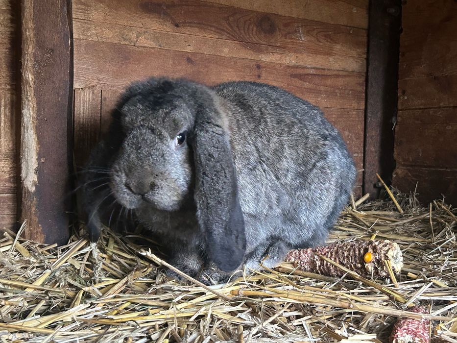 Szare samce Baran Francuski