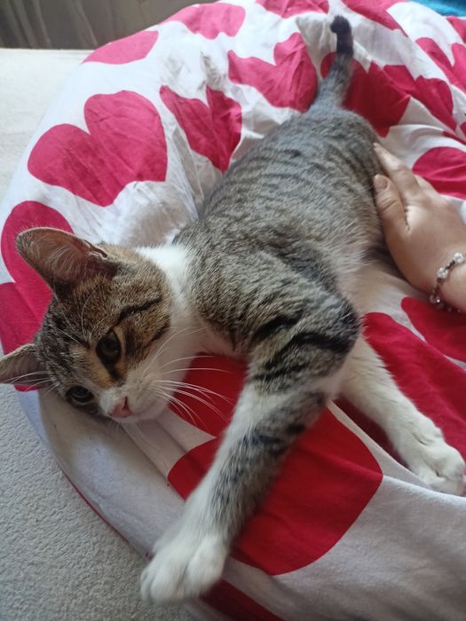 Kocurek do adopcji