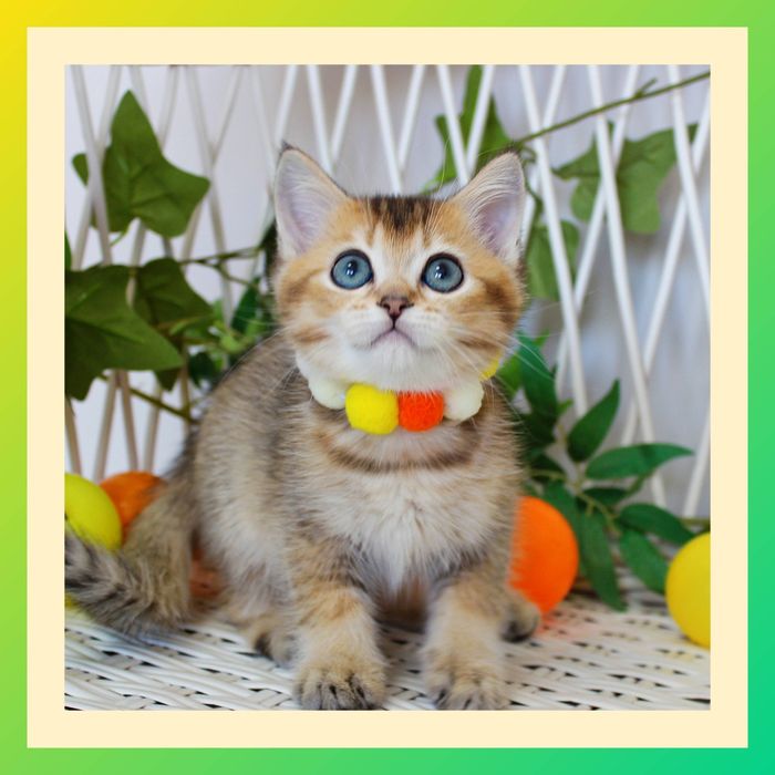Гарне британське кошеня