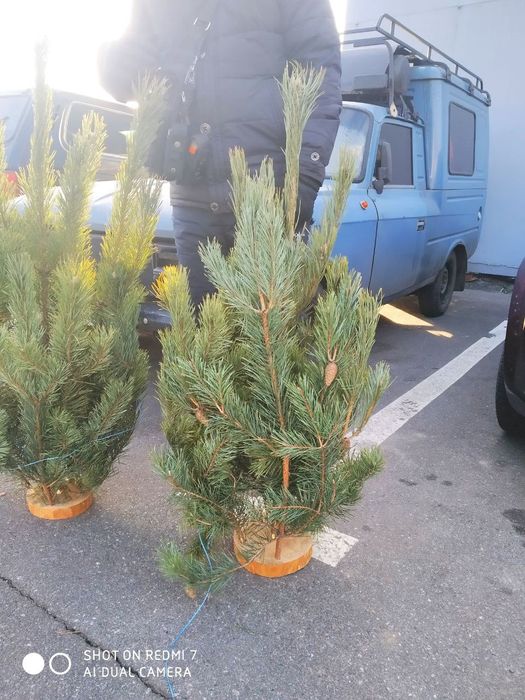 Новогодний экибан из сосны