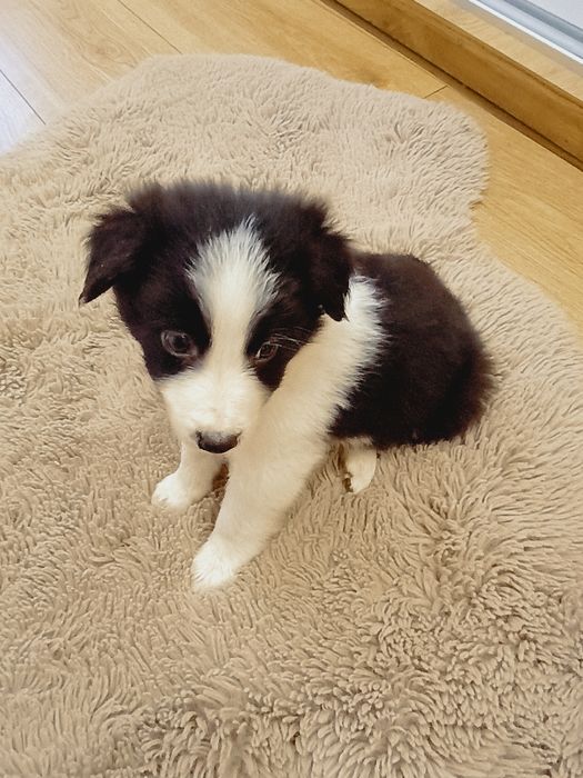 Border Collie, szczeniak