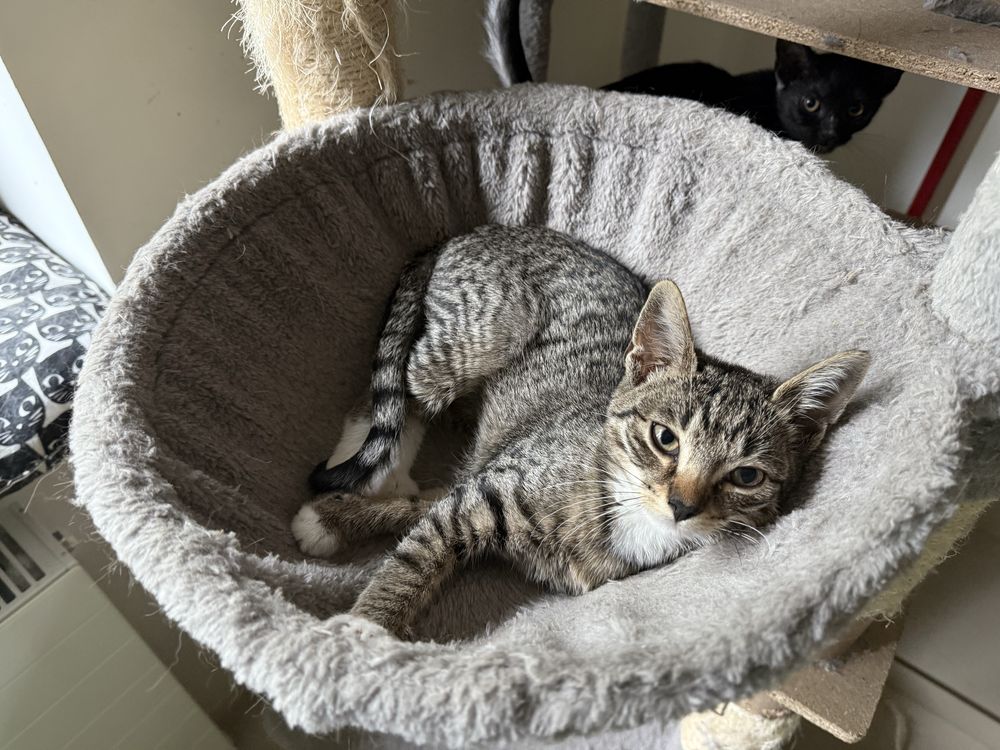 4 mies. kociaki do adopcji