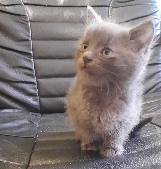 Кошенята шукають дім