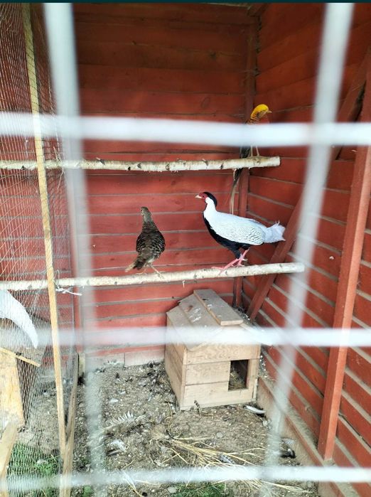 Młode bażanty złote i srebrne