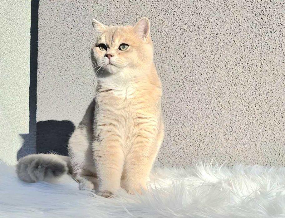 Kot Brytyjski złoty