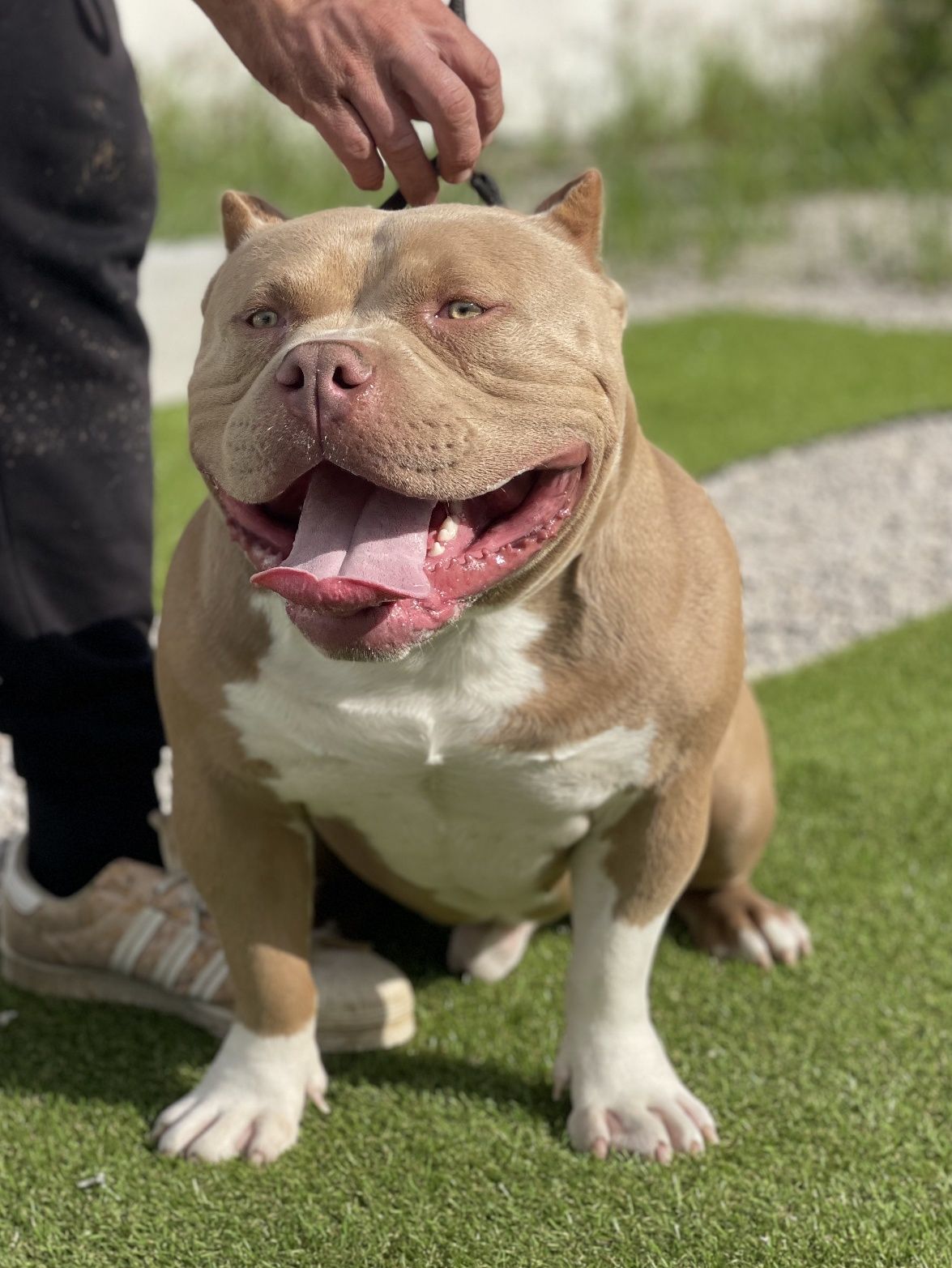 American Bully Pocket Montas