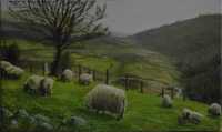 Obraz Olej na płótnie Owce