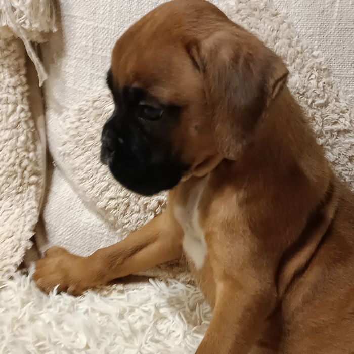 Bokser suczka szczeniak