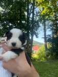 Szceniak Border Collie