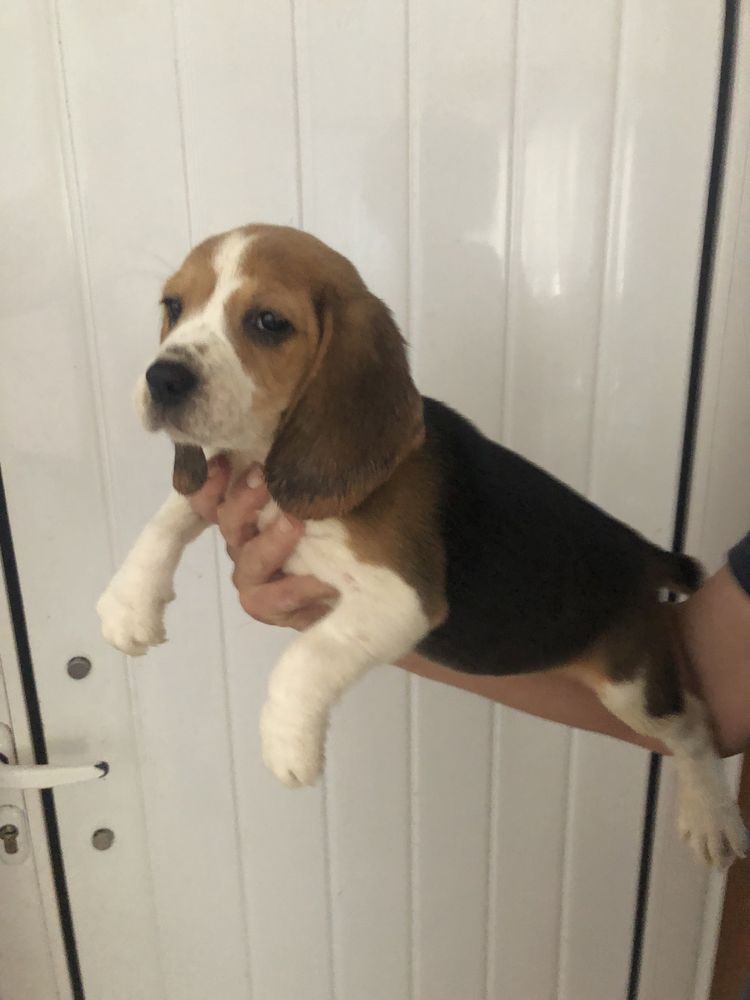 Beagle. Pronto para entrega. Vacinado e desparasitado. Pais a vista.