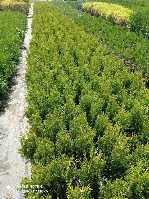 Tthuja Kórnik 3  ok.80 cm.