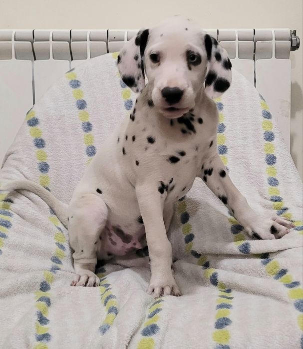 Dálmata macho com 2 meses