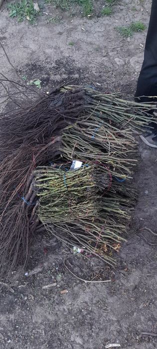 Саджанці плодових, щепи