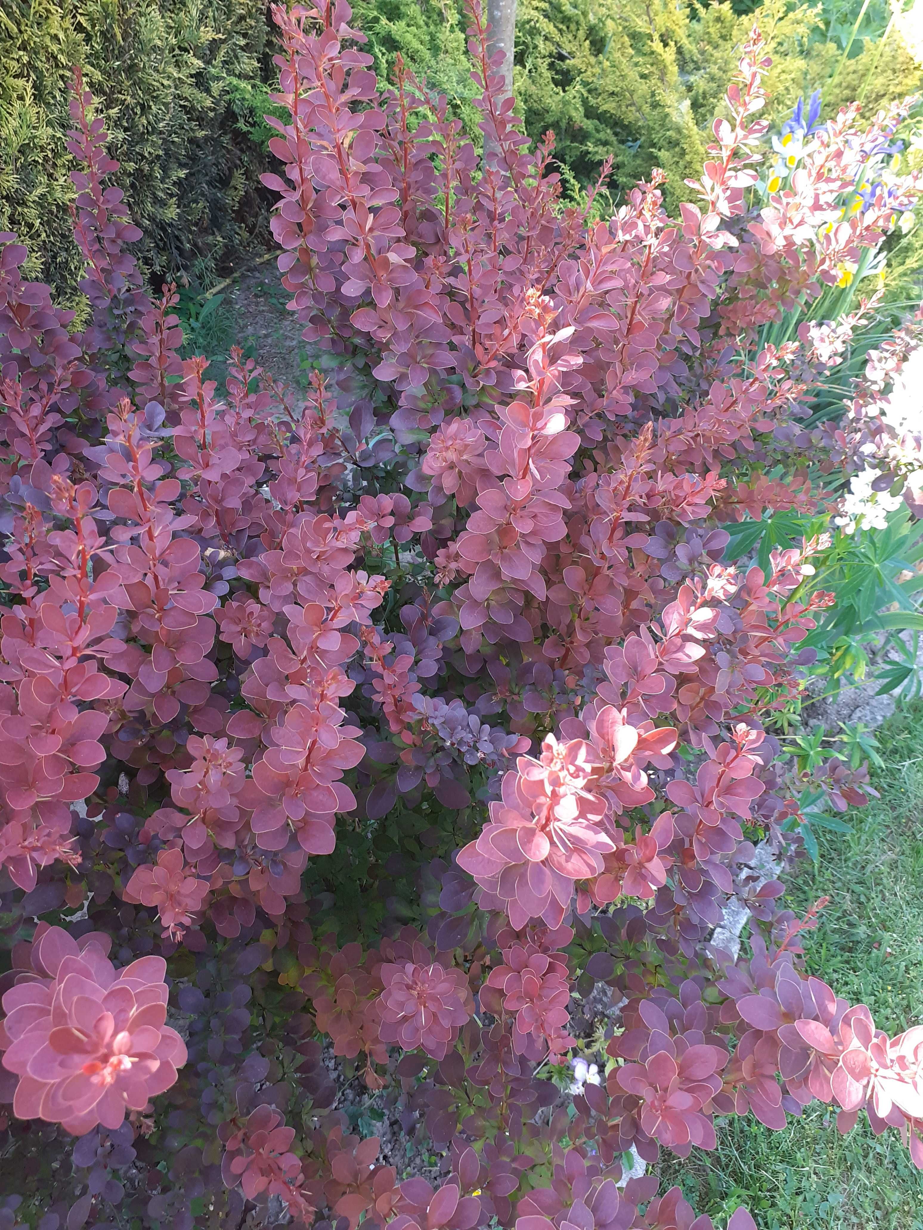 Berberys Thunberga mix, wysyłam