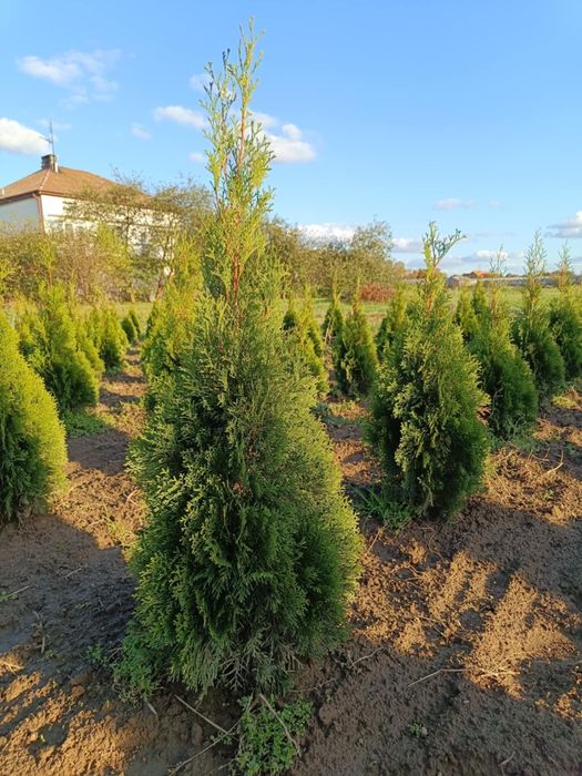 Tuja thuja Szmaragd
