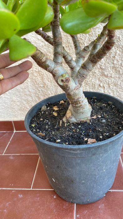 Vendo suculenta Jade