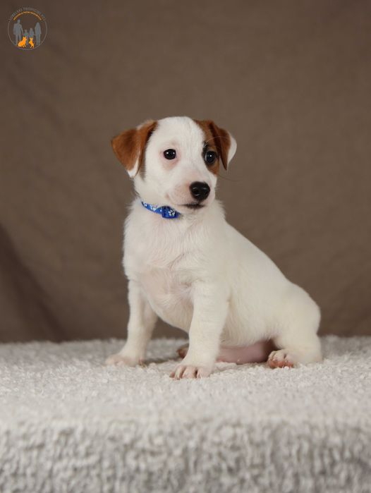 Jack Russell Terrier ZKwP FCI z Paszportem
