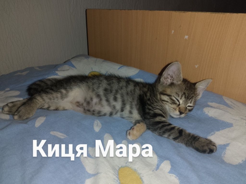Пухнастими шукають родину
