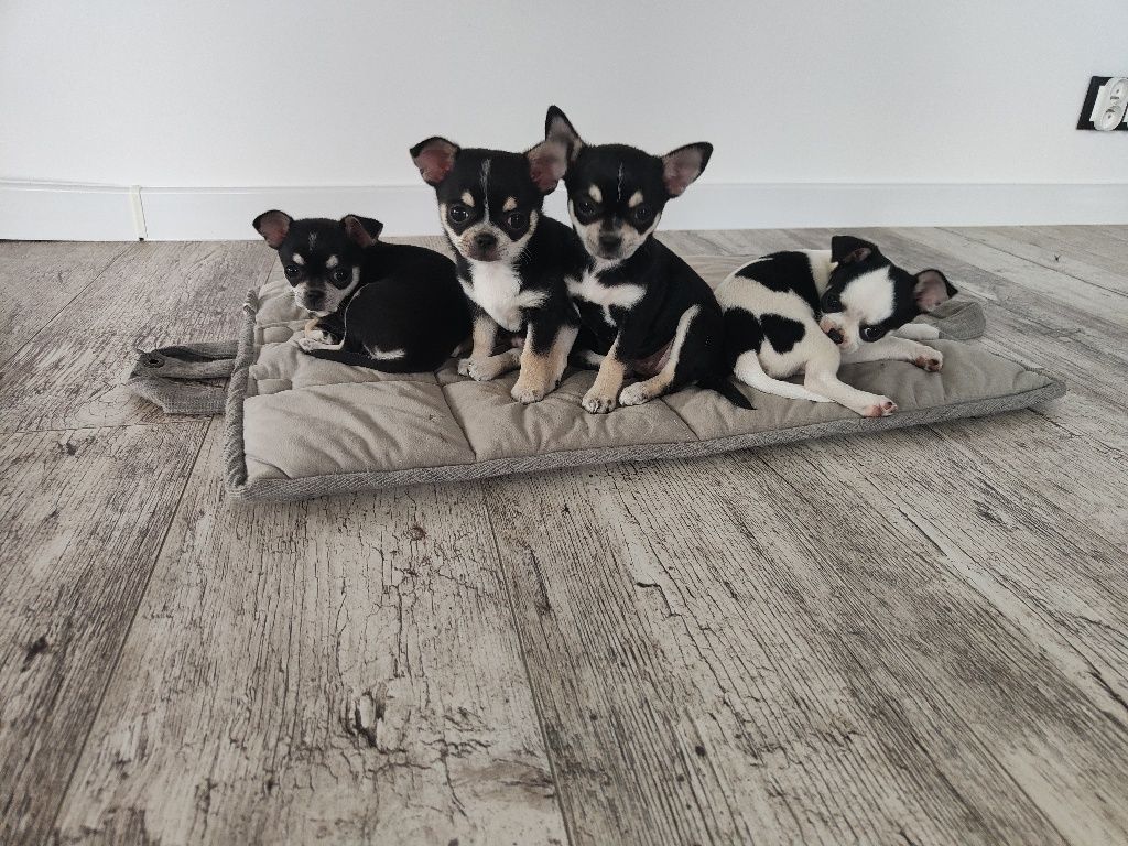 Chihuahua krótkowłosa