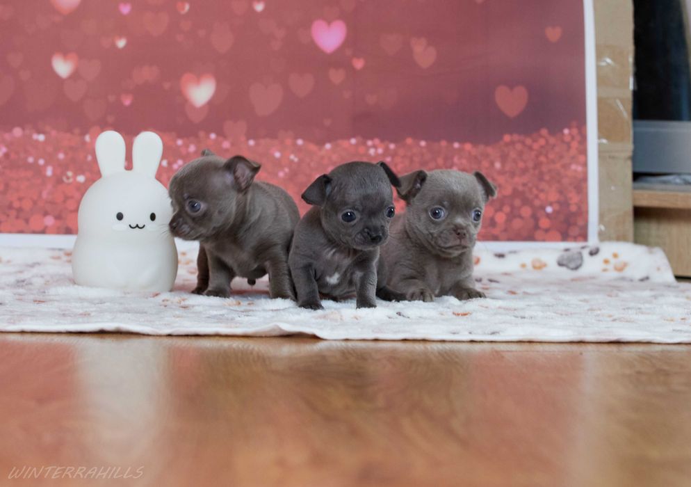 Суперові міні хлопчики лілові та блакитні КСУ