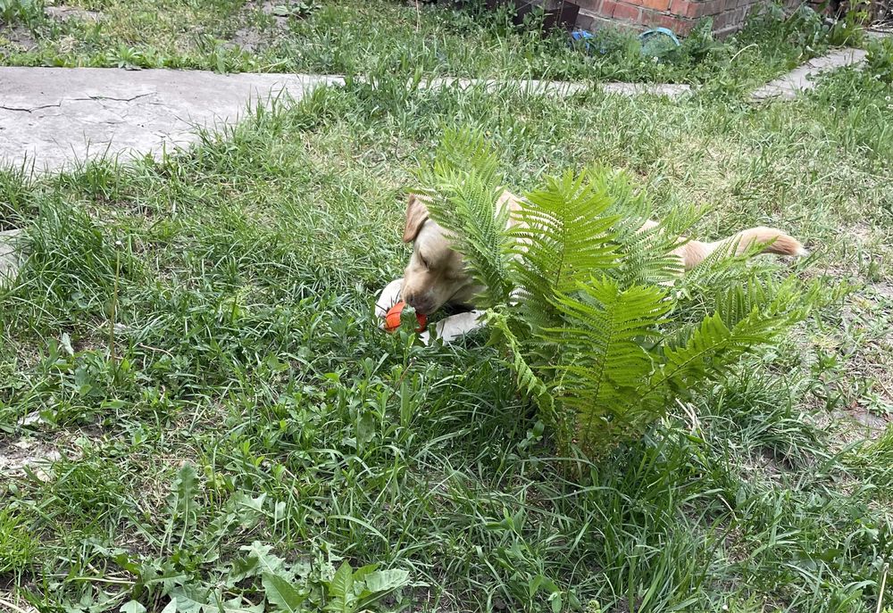 Кобель Лабрадора для вязки