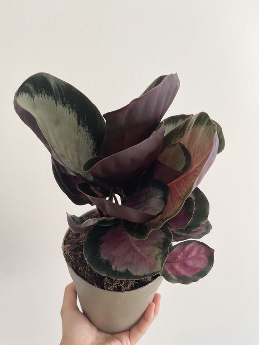 Conjunto Calathea