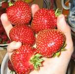 Продам саженцы сортовой клубники