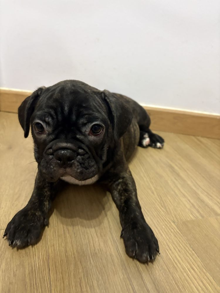 Buldogue Francês Macho Tigrado